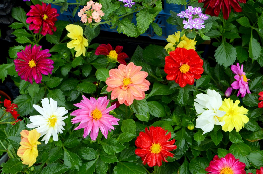 colorful flowers