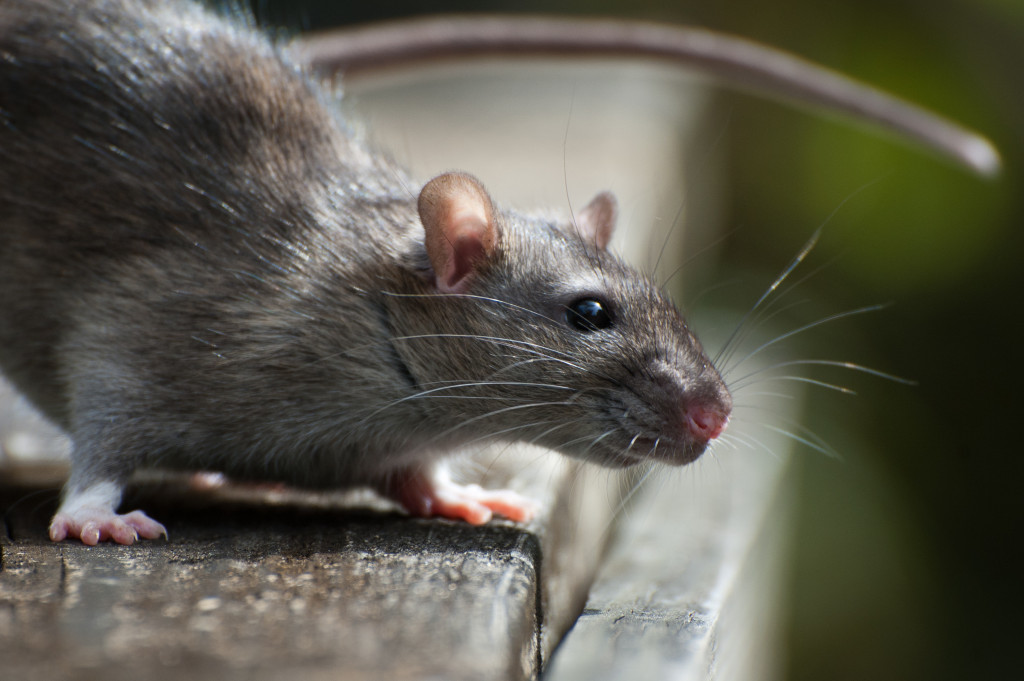 closeup photo of a rat