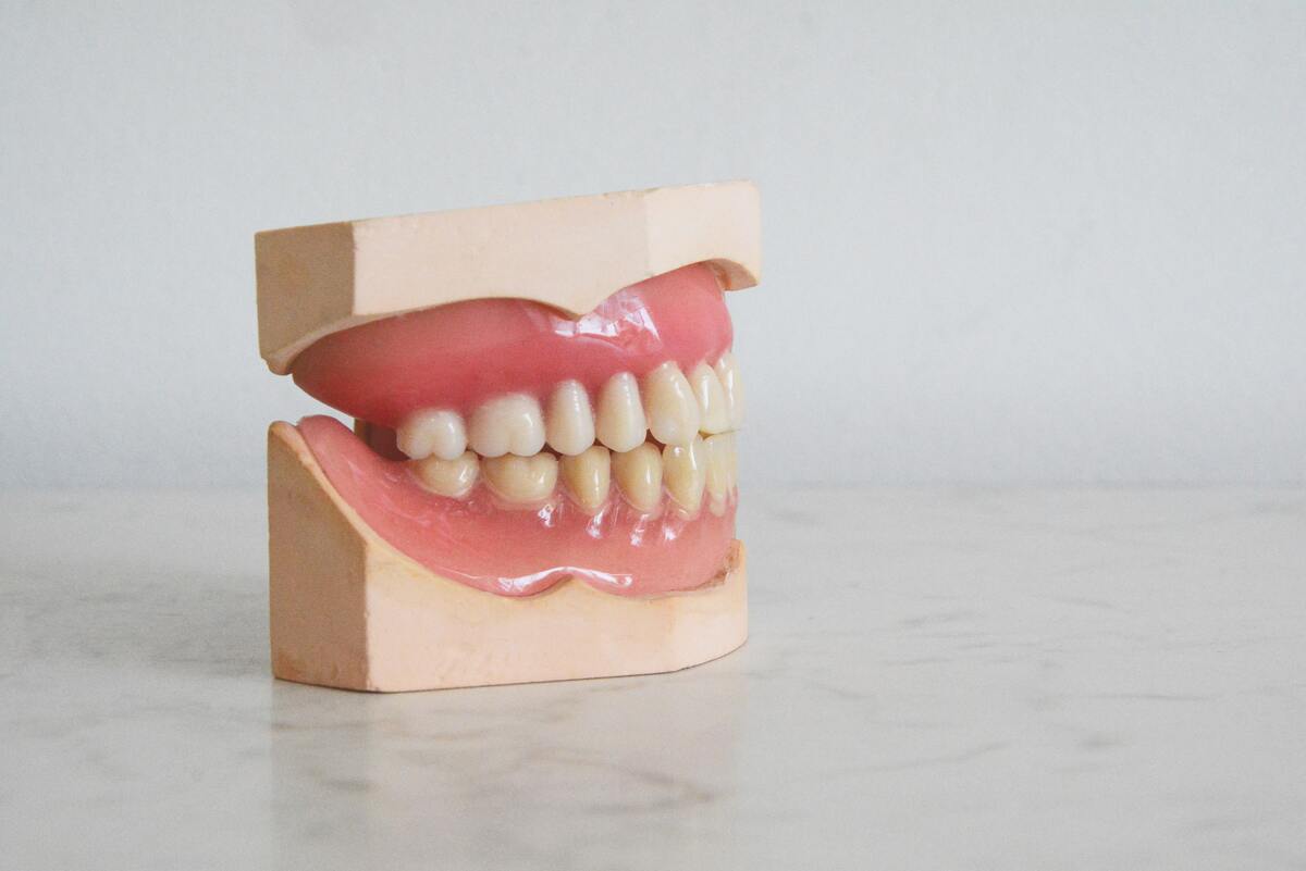 teeth model