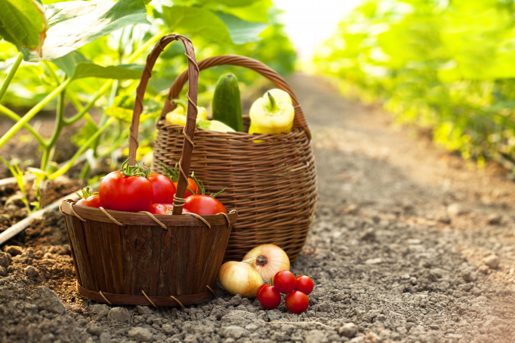 vegetable harvest