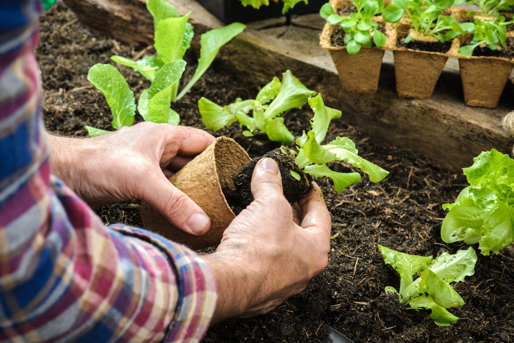 a gardener transplanting a young plant